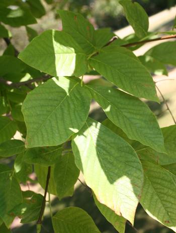 Leaf - American Yellowwood