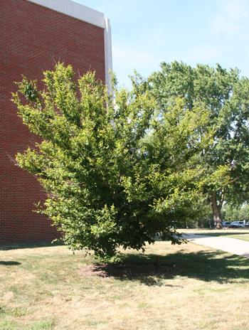 夏季-美洲角树
