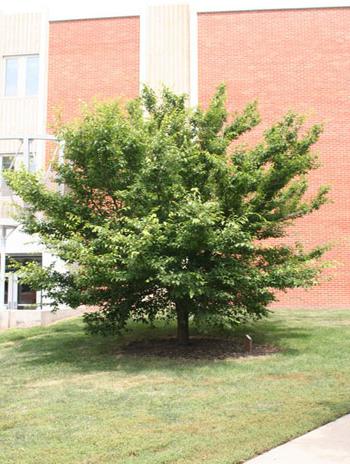 08年夏天——美国角树
