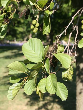 Leaf - Common Alder